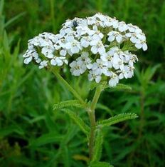 Yarrow with arthrosis
